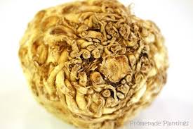 Red Lentil & Celeriac Burgers