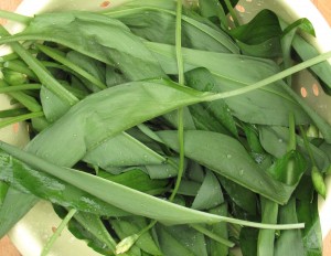 wild-garlic-leaves
